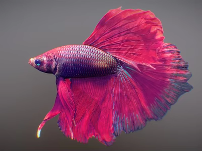 Vibrant Red And Purple Betta Fish With Flowing Fins And Gorgeous Appearance 3d model