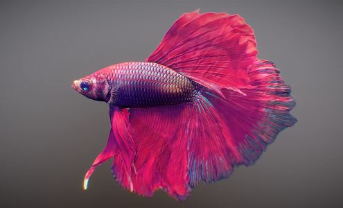 Modern Fish 3d model