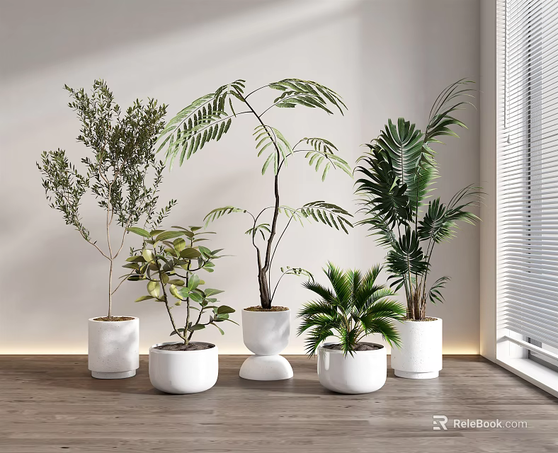 Potted Bonsai Plants in White Planters Near Window with Natural Light 3d model 