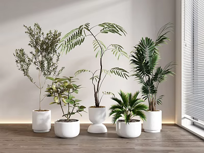 Potted Bonsai Plants in White Planters Near Window with Natural Light 3d model