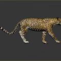 Leopard with yellow and black spotted fur walking on dark background with reflection 3d model
