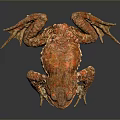 Orange Spotted Toad Standing On Dark Background With Detailed Skin Texture 3d model