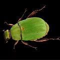 Close Up View Of Green Beetle With Shiny Exoskeleton On Black Background