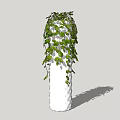 Hanging Potted Plant With Round Green Leaves In Textured White Vase