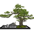Indoor Landscape Design Featuring Bonsai Tree With Stone Elements And Green Foliage 3d model
