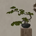 Bonsai Plant on Wooden Stand with Hanging Lantern and Calligraphy Wall