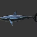 Realistic Blue Shark 3D Rendered With Open Mouth And Lifelike Swimming Pose