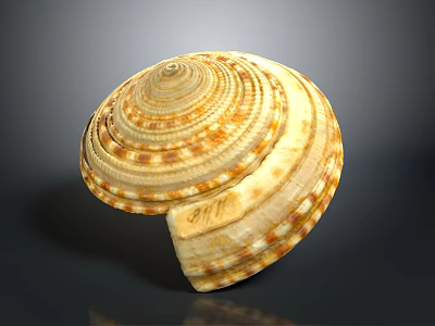 Shell Sculpture with Spiral Pattern Yellow Brown Detailed Texture Layered Design 3d model