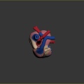 Heart Human Heart Heart Anatomical Organs 3d model