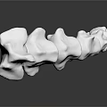 3D Rendered Human Spine Skeletal Model With Vertebrae Structure And Details