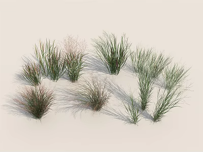 Various Ornamental Grasses With Different Heights And Textures For Garden Decoration 3d model