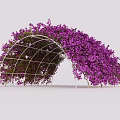 Arched Garden Pergola With White Metal Frame Covered In Purple Flowers And Green Leaves