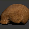 Detailed Orange Animal Skull With Natural Textured Surface On Dark Background
