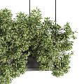 Modern hanging basket plant potted hanging basket 3d model