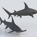 Two Hammerhead Shark Models Showcasing Aquatic Animal Features on White Background 3d model