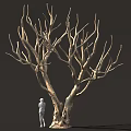 Tall Leafless Tree With Thick Trunk Twisted Branches And Small Figure Beside