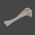 Detailed White Long Bone Skeletal Specimen Isolated on Black Background