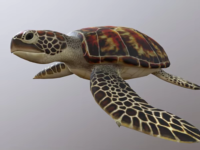 Colorful Sea Turtle With Red Brown Carapace And Spotted Flippers 3d model