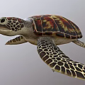 Colorful Sea Turtle With Red Brown Carapace And Spotted Flippers