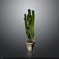 Green Cactus Plant Planted in Light Colored Pot on Gray Background
