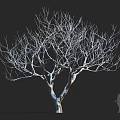 Tall Arbor Tree With Bare Branches Against Dark Background And Human Silhouette 3d model