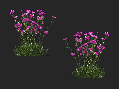 Blooming Vibrant Pink Flowers With Lush Green Grass In Two Clusters 3d model