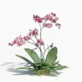 Pink Orchid Flowers In Golden Vase With Green Leaves For Home Decorative Use
