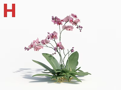 Pink Orchid Flowers In Golden Vase With Green Leaves For Home Decorative Use 3d model