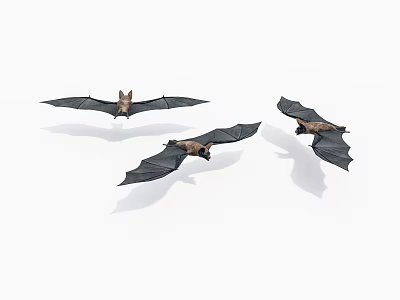 Three flying bats with black outstretched wings in natural posture against white background 3d model