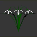 Beautiful Snowdrop Plant With Green Stems Leaves And White Flowers