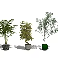 Potted Bonsai Plants With Three Different Leafy Varieties And Colored Decorative Pots 3d model