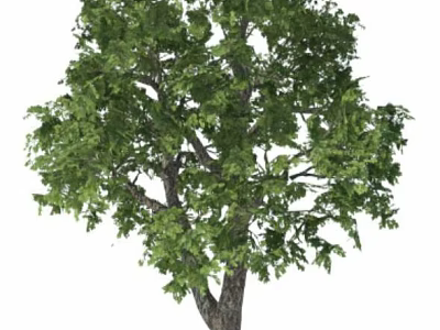 Vibrant Green Shrub With Dense Foliage And Sturdy Trunk For Outdoor Landscaping 3d model