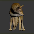 Realistic Wolf Animal Figure With Yellow Fur Standing On Dark Reflective Surface