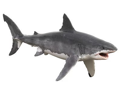 Great White Shark Marine Aquatic Animal With Sharp Teeth And Gray Body 3d model