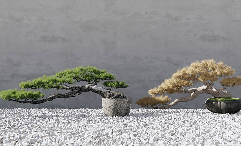 New Chinese Bonsai Pine Bonsai 3d model