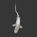 3D Model of White Shark With Fins And Tail On Dark Background