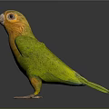 Vibrant Yellow and Green Parrot Standing on Black Surface with Reflection 3d model