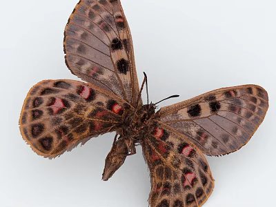 Brown Butterfly With Spread Wings And Black Pink Spots On Light Background 3d model