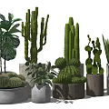 Potted Cactus And Succulent Plants With Various Shapes Sizes In Concrete Wooden Pots