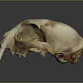 Medical Device Animal Skull Anatomical Model With Detailed Bone Structure For Education