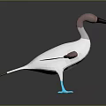 Beautiful Flight Animal Bird with Pink Head White Body Brown Wings and Blue Feet Standing