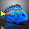 Vibrant Blue Tropical Fish With Yellow Tail Brown Stripe And Green Fin
