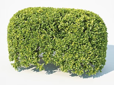 Lush Green Well Trimmed Shrub With Dense Foliage And Vibrant Leaves 3d model