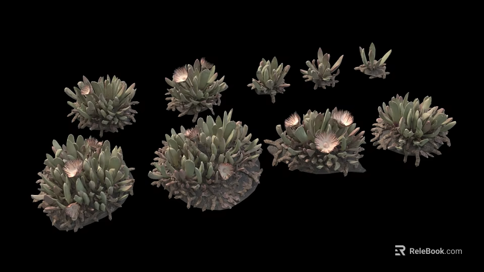 Various Succulent Plants With Green Fleshy Leaves And Small Pink Flowers Arranged On Black Background 3d model 