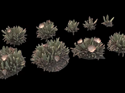 Various Succulent Plants With Green Fleshy Leaves And Small Pink Flowers Arranged On Black Background 3d model