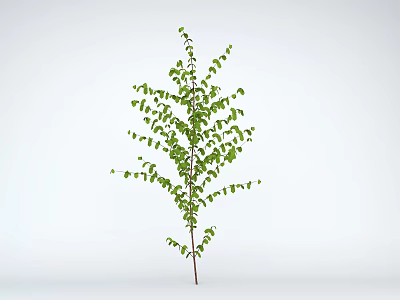 Healthy Green Tree With Lush Green Leaves Brown Trunk And Upright Growth In Natural Setting 3d model