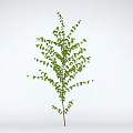 Healthy Green Tree With Lush Green Leaves Brown Trunk And Upright Growth In Natural Setting