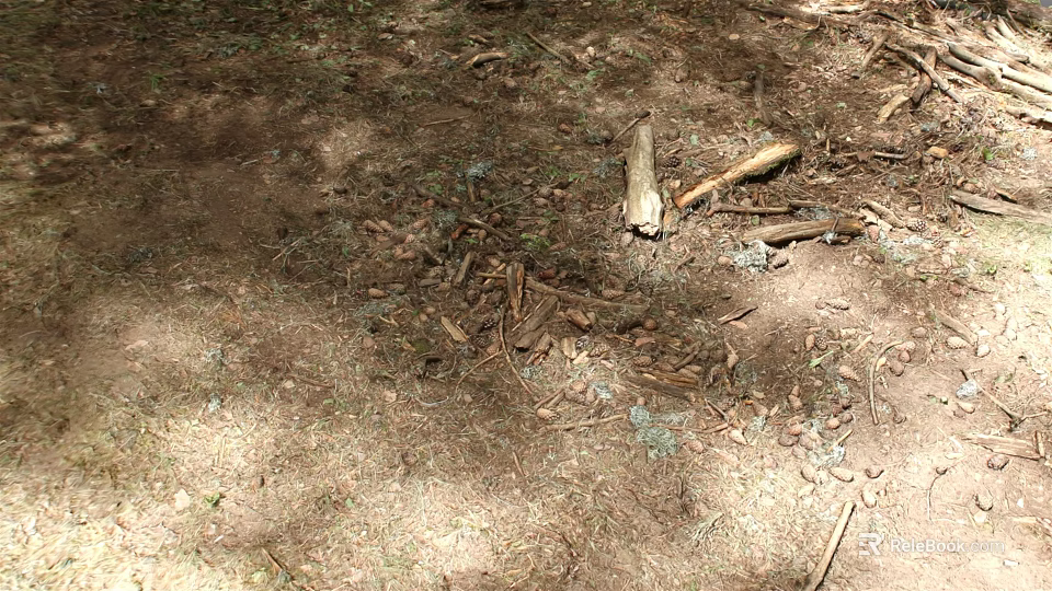 Natural Forest Floor With Soil Dry Leaves Twigs And Small Plants 3d model 