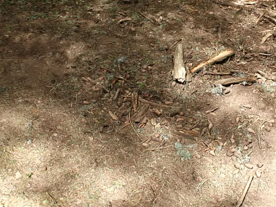 Natural Forest Floor With Soil Dry Leaves Twigs And Small Plants 3d model
