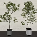 Bonsai Trees Indoor with Cylindrical Vertical Stripe Pots and Window Light Shadows on Wooden Floor
